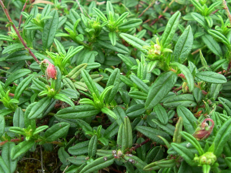 Helianthemum nummularium s.l.